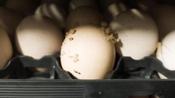 The explode eggs on the tray trolley.The egg explodes in the tray because of bacteria or fungi that enter the eggshell. Eggs explode because they are exposed to bacteria. photo