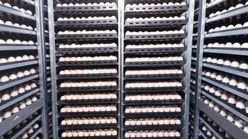 tecnología de criadero incubación máquina para huevos pollo, pollo nacido proceso en el criadero producción. eclosión huevos en el incubación máquina. foto