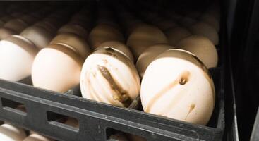 The explode eggs on the tray trolley.The egg explodes in the tray because of bacteria or fungi that enter the eggshell. Eggs explode because they are exposed to bacteria. photo