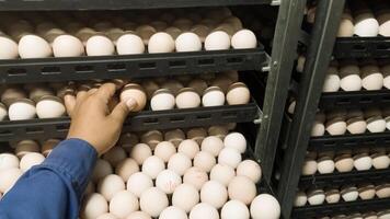 The Quality control doing Quality check for hatching eggs  on the incubation machine room. photo