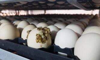 The explode eggs on the tray trolley.The egg explodes in the tray because of bacteria or fungi that enter the eggshell. Eggs explode because they are exposed to bacteria. photo