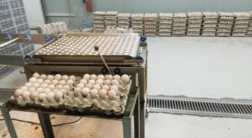 huevo control por la luz máquina en el granja criadero industria. foto