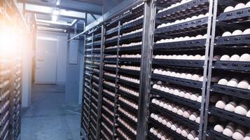 tecnología de criadero incubación máquina para huevos pollo, pollo nacido proceso en el criadero producción. eclosión huevos en el incubación máquina. foto