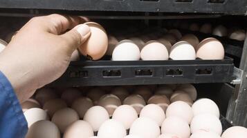 The Quality control doing Quality check for hatching eggs  on the incubation machine room. photo