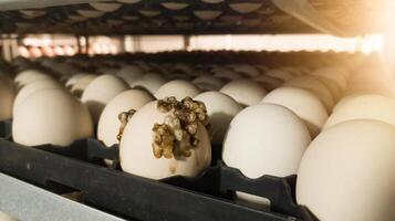 The explode eggs on the tray trolley.The egg explodes in the tray because of bacteria or fungi that enter the eggshell. Eggs explode because they are exposed to bacteria. photo