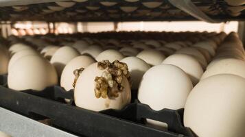 The explode eggs on the tray trolley.The egg explodes in the tray because of bacteria or fungi that enter the eggshell. Eggs explode because they are exposed to bacteria. photo