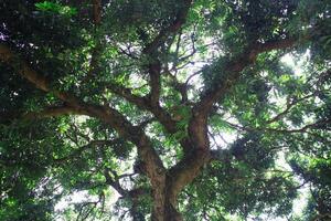 grande lozano árbol foto