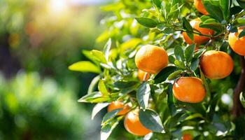 AI generated Citrus branches with organic ripe fresh oranges tangerines growing on branches with green leave background photo