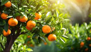 AI generated Citrus branches with organic ripe fresh oranges tangerines growing on branches with green leave background photo