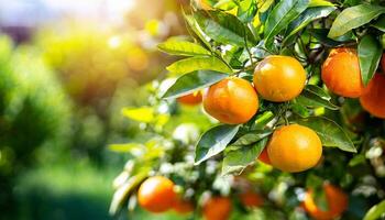 AI generated Citrus branches with organic ripe fresh oranges tangerines growing on branches with green leave background photo