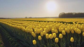 AI generated Yellow tulip field background. Spring blossoming landscape photo