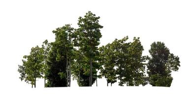 Forest and foliage in summer isolated on white background photo