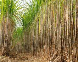 plantaciones de caña de azúcar, la planta agrícola tropical en tailandia foto