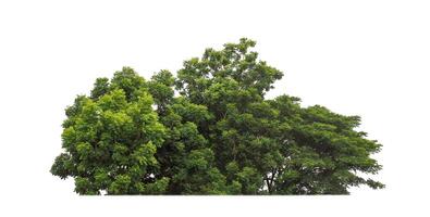 Forest and foliage in summer for both printing and web pages isolated on white background photo