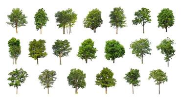 The collection of trees, Set of Isolated trees on white background photo