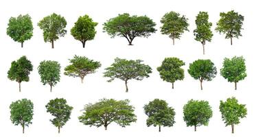 The collection of trees, Set of Isolated trees on white background photo