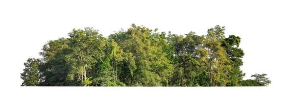 Forest and foliage in summer for both printing and web pages isolated on white background photo