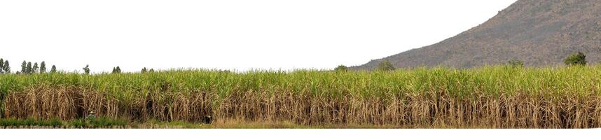 plantaciones de caña de azúcar, la planta tropical agrícola en tailandia. foto