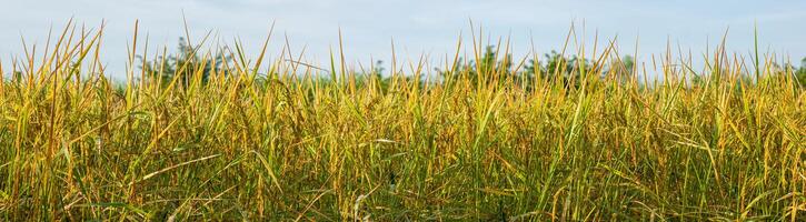 Ripe rice field and sky background photo