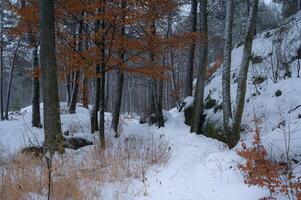 A Norwegian forest consisting of pine and beech on a morning in December. photo