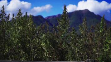 hemp field among high mountains video