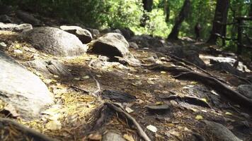 caméra mouvement le long de une forêt chemin video