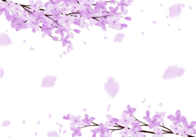 Spring Flower Lilac Frame. Floral Falling Petals Background Border. png