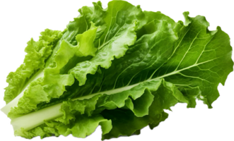 AI generated green oakleaf lettuce png