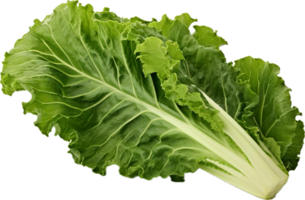 AI generated green oakleaf lettuce png