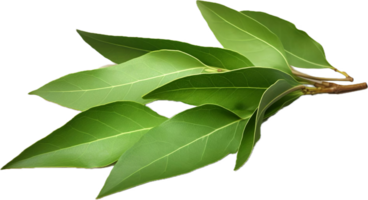 AI generated ground bay leaves png