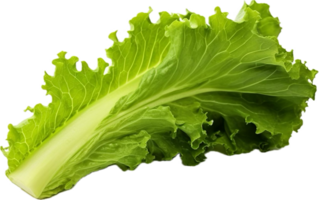 AI generated green oakleaf lettuce png