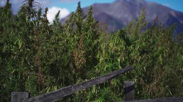 hemp field among high mountains video