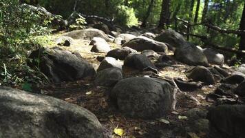 kamera rörelse längs en skog väg video