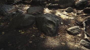 camera movement along a forest path video