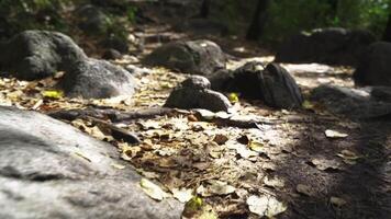 camera movement along a forest path video