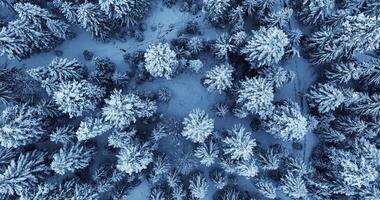 cinematico aereo Visualizza di neve coperto inverno foresta alberi paesaggio video