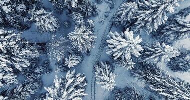 perdu et épuisé la personne randonnée dans hiver sur aventure expédition périple video