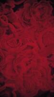 vertical vídeo - elegante rojo rosas antecedentes animación. esta romántico floral movimiento antecedentes es lleno hd y un sin costura bucle. video