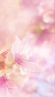 Vertical video - beautiful floral background in pastel colors with a delicate cherry blossom flower and gently floating particles. This motion background is full HD and a seamless loop.