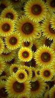 Vertical video - beautiful summer nature background animation with gently moving blooming sunflowers. Vibrant yellow floral pattern motion background.