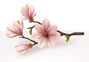 Realistic Detailed 3d Magnolia Branch. Vector