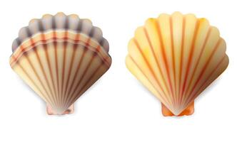Realistic Detailed 3d Shell Set. Vector