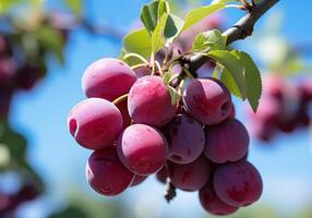 AI generated Ripe and juicy plums hanging on tree with blue sky. Healthy food. photo