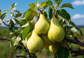 AI generated Ripe and juicy pears hanging on tree with blue sky. Healthy food photo