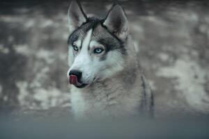 Close up of a dog playing in the park. photo