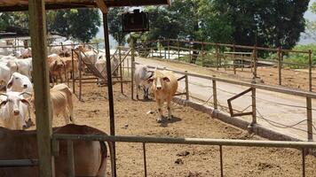 photo of a cow farm, cows eating, isolated cows in stables.