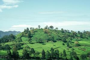 image of green tea plantation with mountain view photo