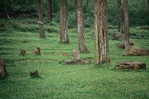 photo of a visitor who is on a tour of the pine tree park