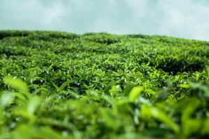 un imagen de un verde té plantación con un claro cielo y algunos nubes foto