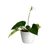 ai gegenereerd pothos epipremnum aureum bloem PNG geïsoleerd Aan transparant achtergrond